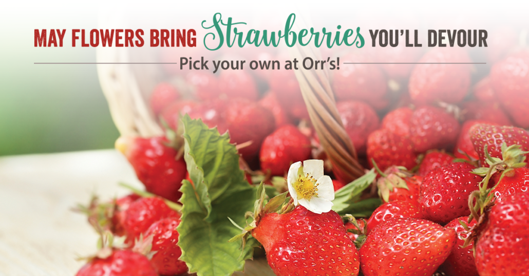 Pick Your Own Strawberries