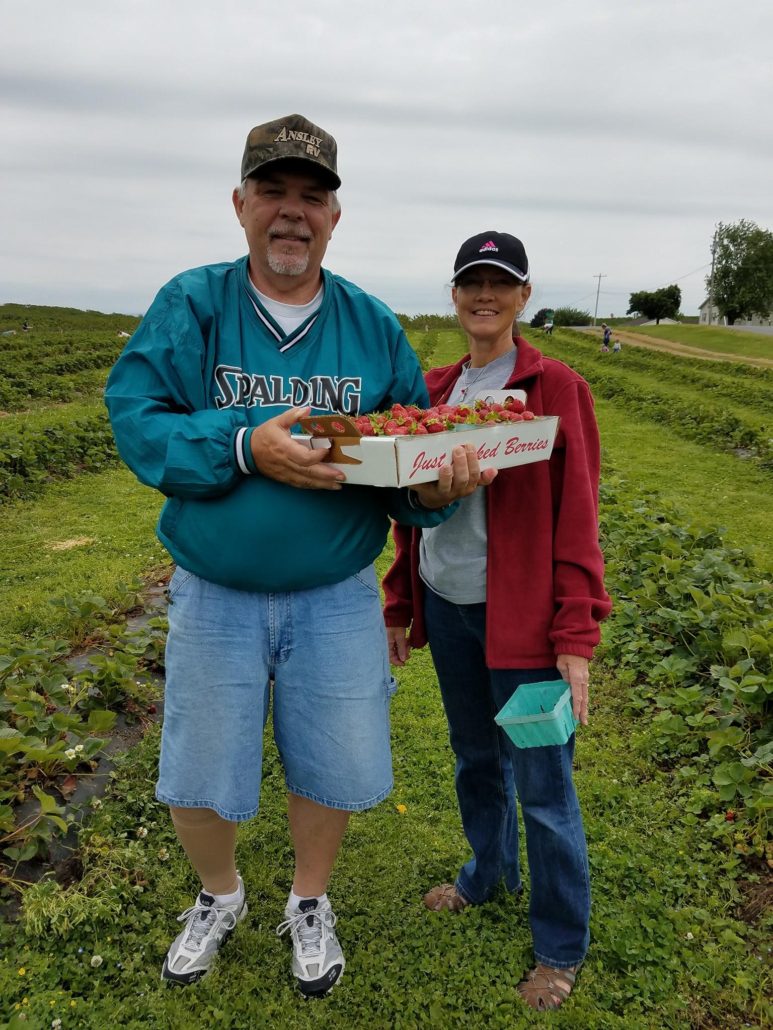 Strawberry Picking at Orrs