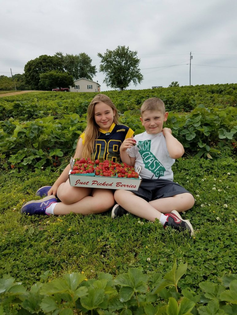 Strawberry Picking at Orrs