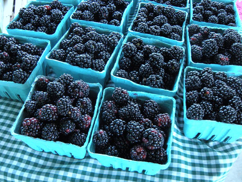 Orr's Blackberries