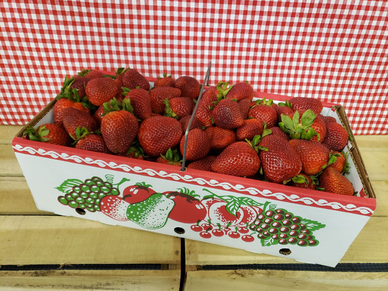 PYO Strawberries Peck Basket