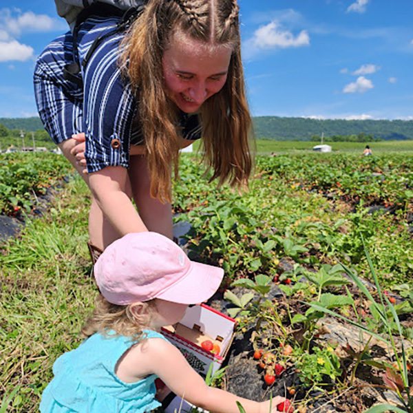 Strawberry Picking