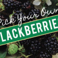 Pick Your Own Blackberries