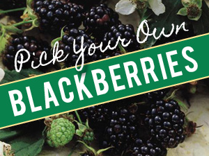 Pick Your Own Blackberries