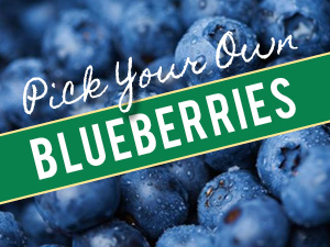 Pick Your Own Blueberries