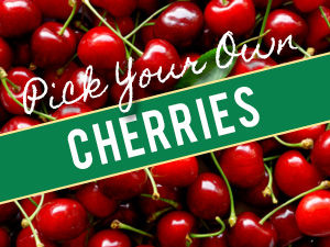 Pick Your Own Cherries