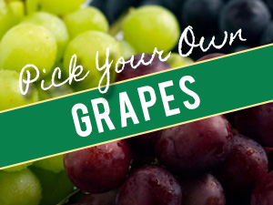 Pick Your Own Grapes