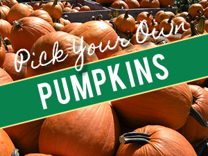 Pick Your Own Pumpkins