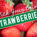 Pick Your Own Strawberries