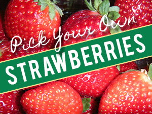 Pick Your Own Strawberries