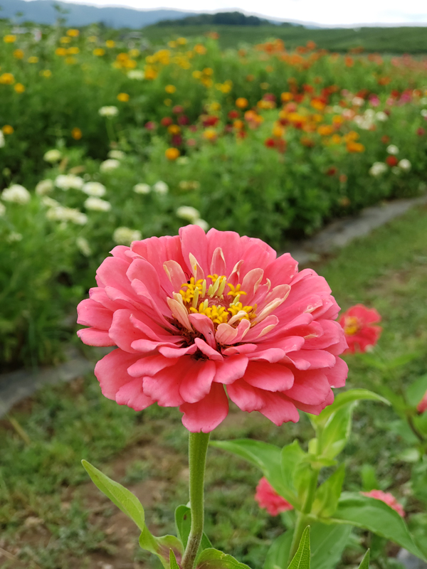 pink zinnias - orrs pick your own flowers