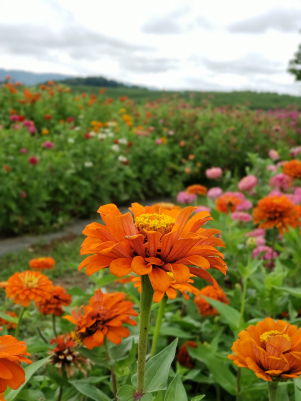 orange zinnias - orrs pick your own flowers