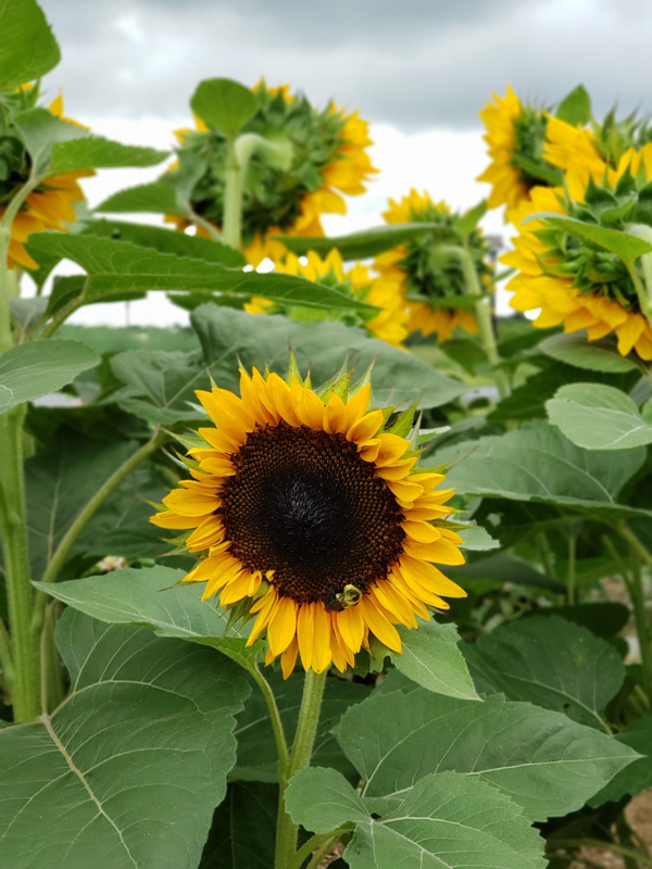 sunflowers - orrs pick your own flowers