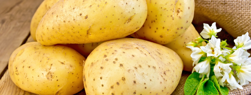 Potatoes yellow with flower on sacking