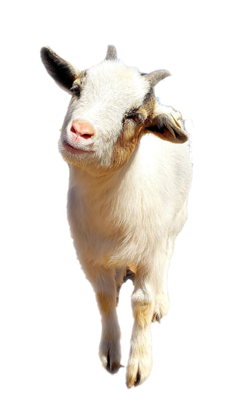 Orrs Goat