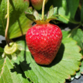 Orrs Strawberries