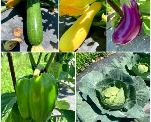 Summer Veggies