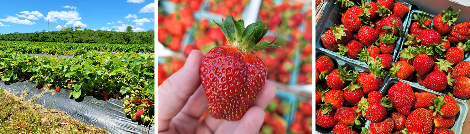 Pick Your Own Strawberries