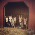 donkeys in barn