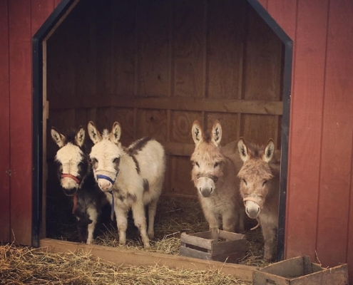 donkeys in barn