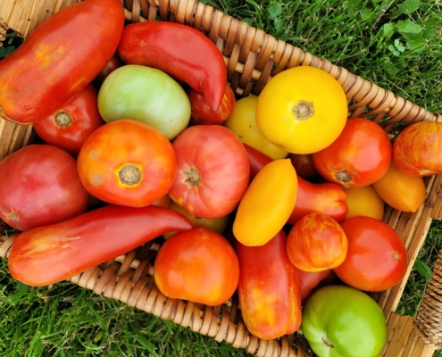 tomatoes in a basket