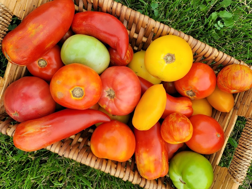 tomatoes in a basket