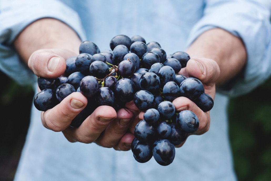 hands holding grape clusters