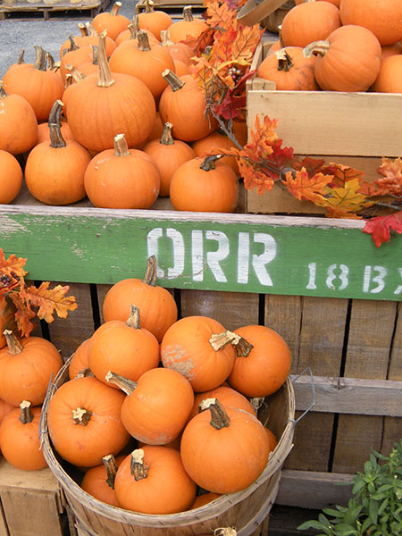 Orrs-Pumpkin-Bin