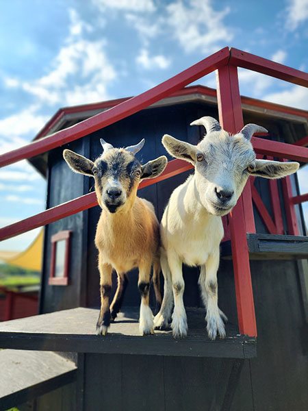 orrs-barnyard-goats