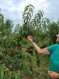 Peach Picking