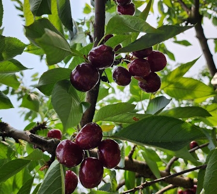 Cherries