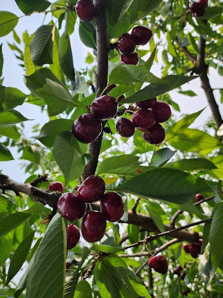 Cherries