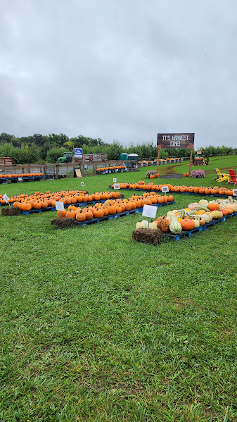 Pumpkin Patch