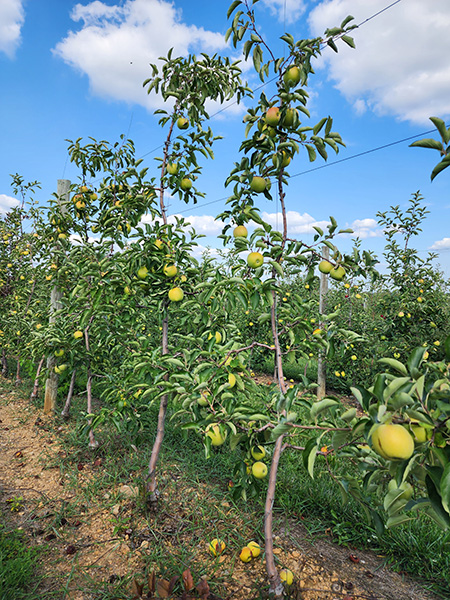 Apple Tree