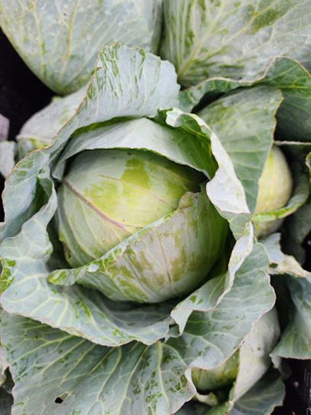 Cabbage