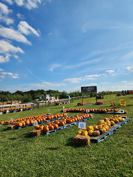 Orr's Pumpkins