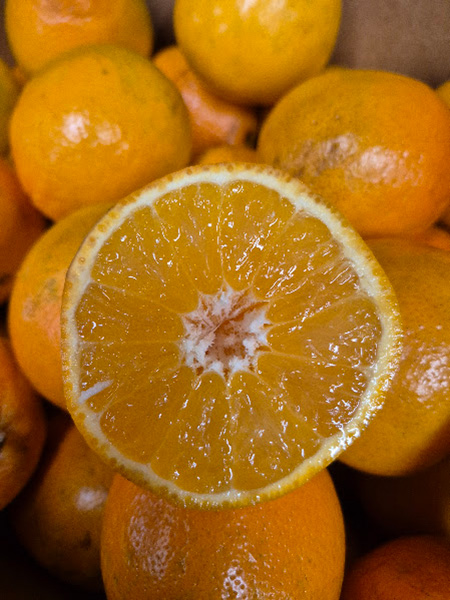 Florida Honey Bells