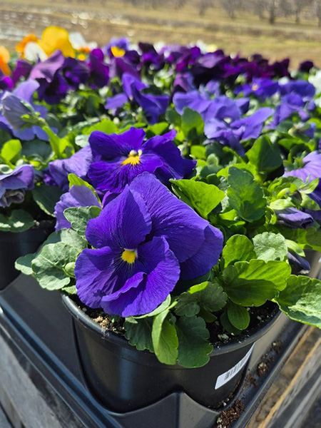 Pansies