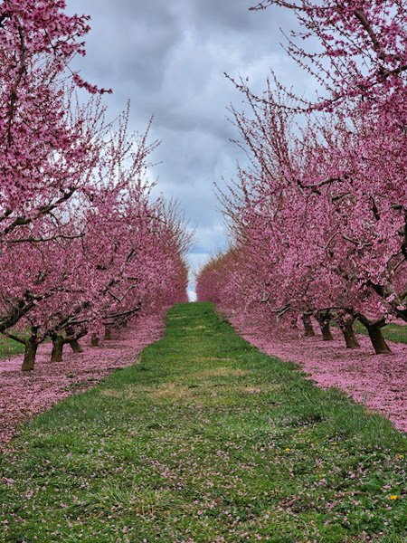 Pink Blossoms