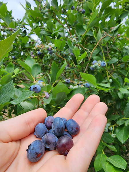 Pick Your Own