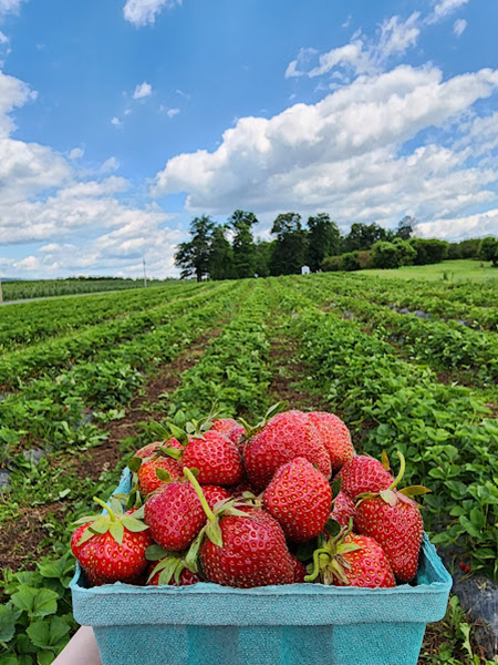 Pick Your Own Strawberries
