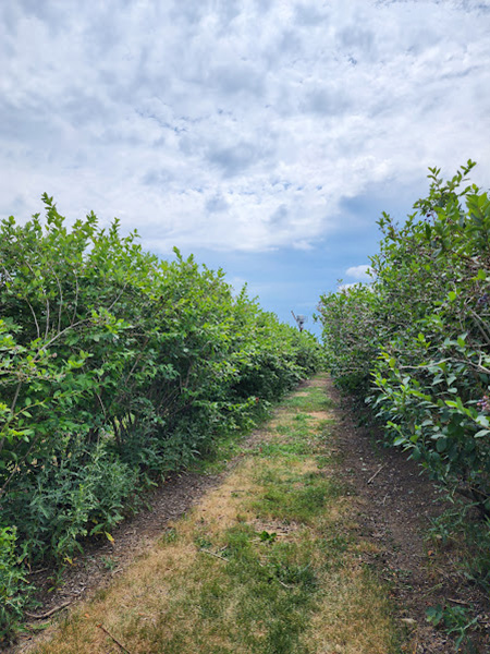 Pick Your Own
