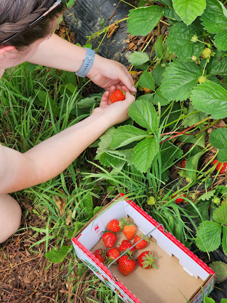 Pick Your Own Strawberries