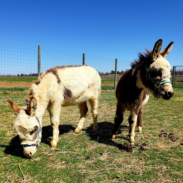 Donkeys