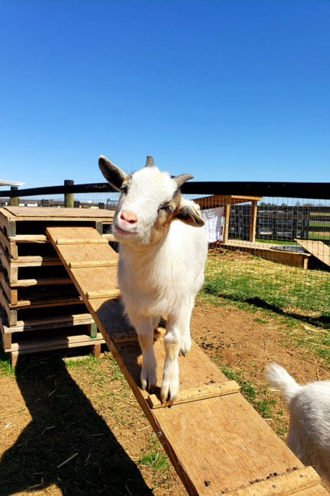 Baby Goat