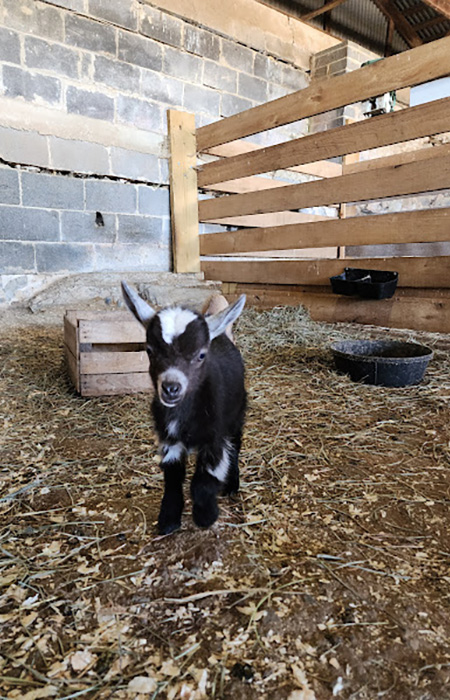Baby Goat