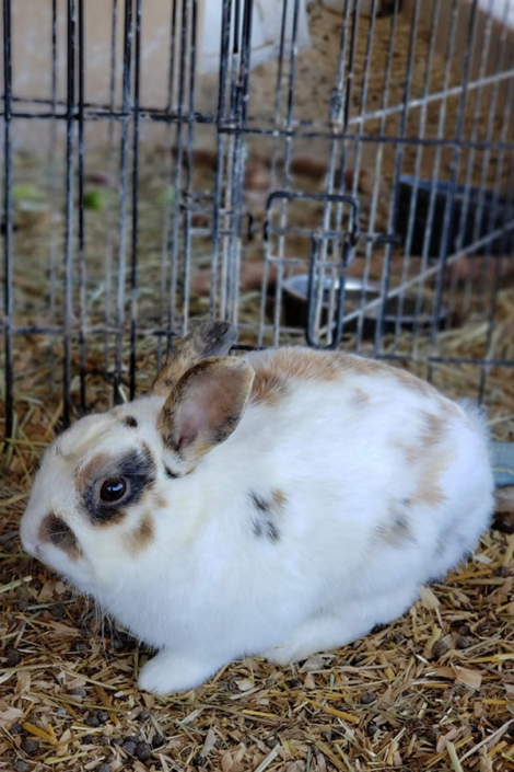 Bunny