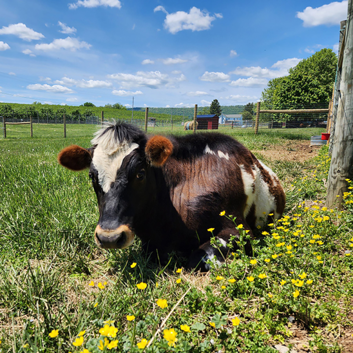 Cow Laying Down