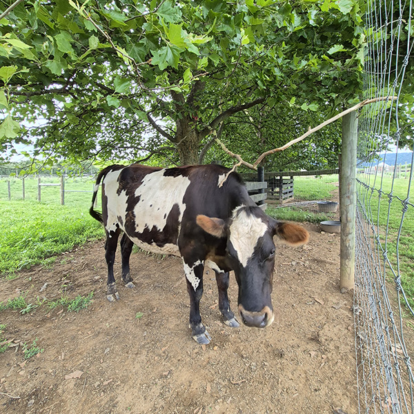 Cow