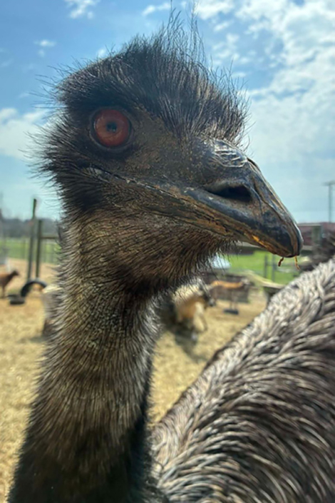 Emu